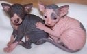 Schattige mannelijke en vrouwelijke Sphynx kittens te koop - 1 - Thumbnail