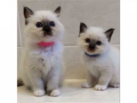 Mooie Birman Kittens voor Kerstmis - 1