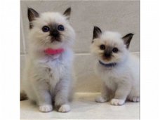 Mooie Birman Kittens voor Kerstmis