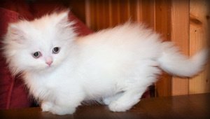 Witte, korte been mannelijke en vrouwelijke Munchkin kittens - 1