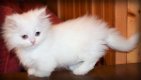 Witte, korte been mannelijke en vrouwelijke Munchkin kittens - 1 - Thumbnail