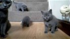 Stamboom Kerst Britse korthaar kittens. - 1 - Thumbnail