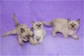 Chocolade Birmaanse Kittens beschikbaar voor Kerstmis - 1 - Thumbnail