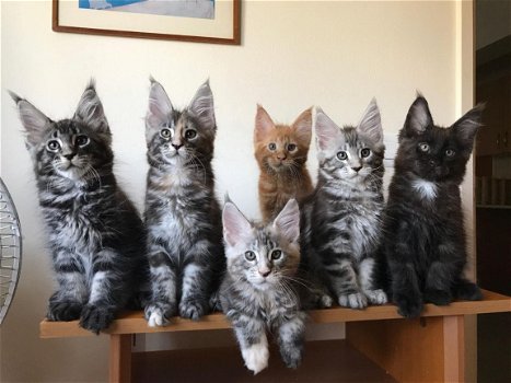 Mooie Maine Coon Kittens beschikbaar - 1