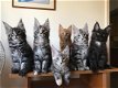 Mooie Maine Coon Kittens beschikbaar - 1 - Thumbnail