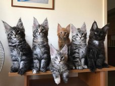Mooie Maine Coon Kittens beschikbaar