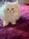 Mooie Sneeuwwitje Pluizige Pure Perzische Kittens - 1 - Thumbnail