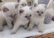 Ticca geregistreerde Ragdoll-kittens - 1 - Thumbnail