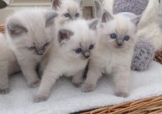 Ticca geregistreerde Ragdoll-kittens