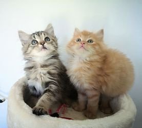 Prachtige Siberische kitten nu beschikbaar - 1