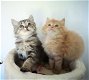 Prachtige Siberische kitten nu beschikbaar - 1 - Thumbnail