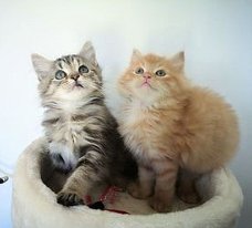 Prachtige Siberische kitten nu beschikbaar