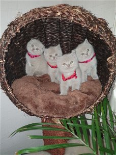 Prachtige showkwaliteit Scottish Fold Kittens