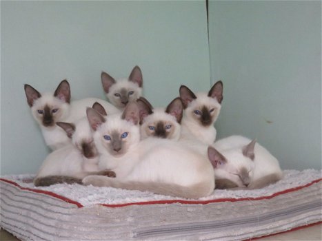 Prachtige Pure Siamese Kittens - 1