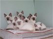 Prachtige Pure Siamese Kittens - 1 - Thumbnail