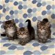 Toon klasse Siberische Kittens - 1 - Thumbnail