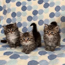 Toon klasse Siberische Kittens