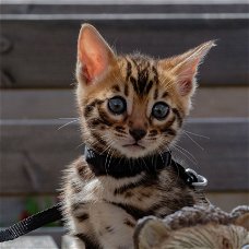 Ben het beste van alle Bengaalse kittens.......................,,,,,,,....