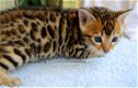 3 x-massa Bengaalse kitten nu beschikbaar - 1 - Thumbnail