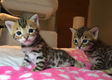 Neem contact met ons op en ontvang je kerst Bengaalse kittens...... - 1 - Thumbnail