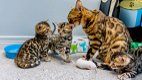 Super kerst beste vriend Bengaalse kittens........ - 1 - Thumbnail