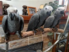 Afrikaanse grijze papegaai beschikbaar