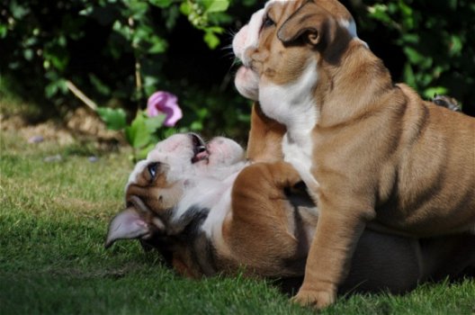 Engelse bulldog puppies - 1