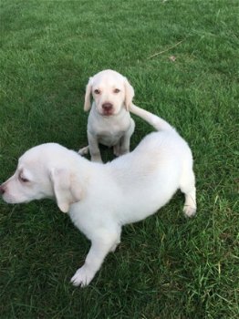 Geregistreerde labrador puppies - 1