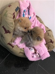 Schattige Pomeranian-puppy beschikbaar