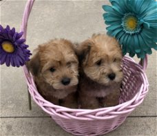 mooie mannelijke en vrouwelijke yorkiepuppies.