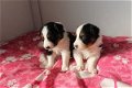 Border Collie puppies kc geregistreerd - 1 - Thumbnail