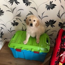 Golden Retrievers puppies - 1