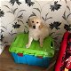 Golden Retrievers puppies - 1 - Thumbnail