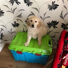 Golden Retrievers puppies