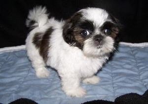 Verbluffende kc geregistreerde Shih Tzu puppies - 1