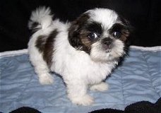 Verbluffende kc geregistreerde Shih Tzu puppies