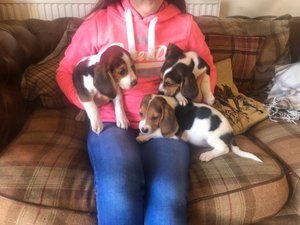 KC reg bewezen Tri Color beagle puppies - 1