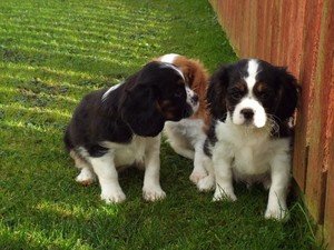 Getest op gezondheid Cavalier King Charles Spaniels puppies - 1