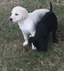 Mooie Labrador puppies nu gaan - 1