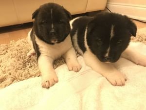 Mooie Akita puppies - 1