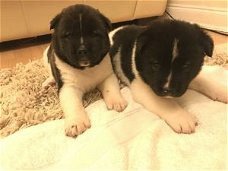 Mooie Akita puppies