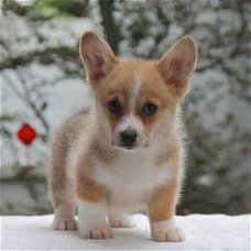 Schattig Welsh Corgi Pembroke puppies klaar nu