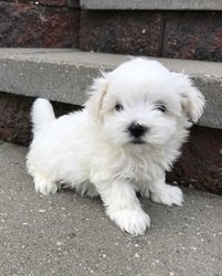 Prachtige pedigree Maltese puppies - 1