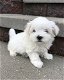 Prachtige pedigree Maltese puppies - 1 - Thumbnail