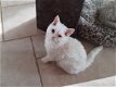 Superspeelse Selkirk Rex kittens - 1 - Thumbnail