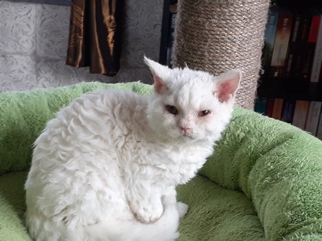 Superspeelse Selkirk Rex kittens - 2