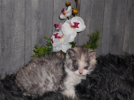 Superspeelse Selkirk Rex kittens - 2