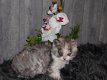 Superspeelse Selkirk Rex kittens - 2 - Thumbnail