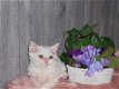 Superspeelse Selkirk Rex kittens - 4 - Thumbnail