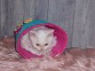 Superspeelse Selkirk Rex kittens - 3 - Thumbnail